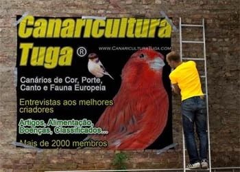 Forum Canaricultura Tuga: Canarios de Portugal para o Mundo
